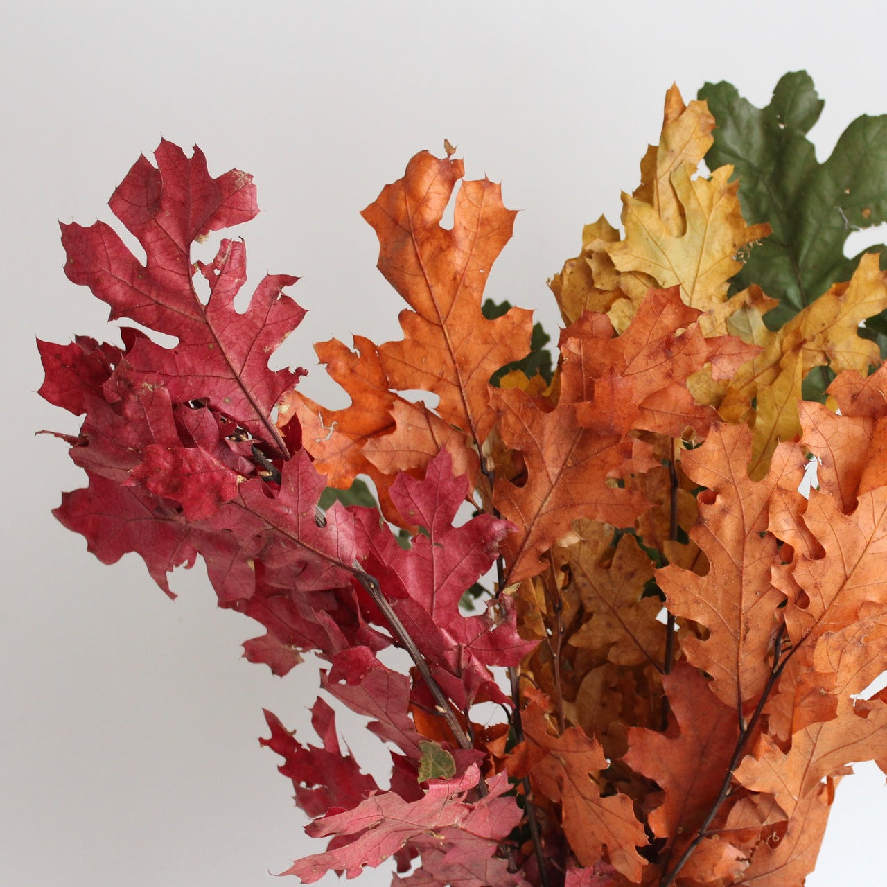 collection-banner-image