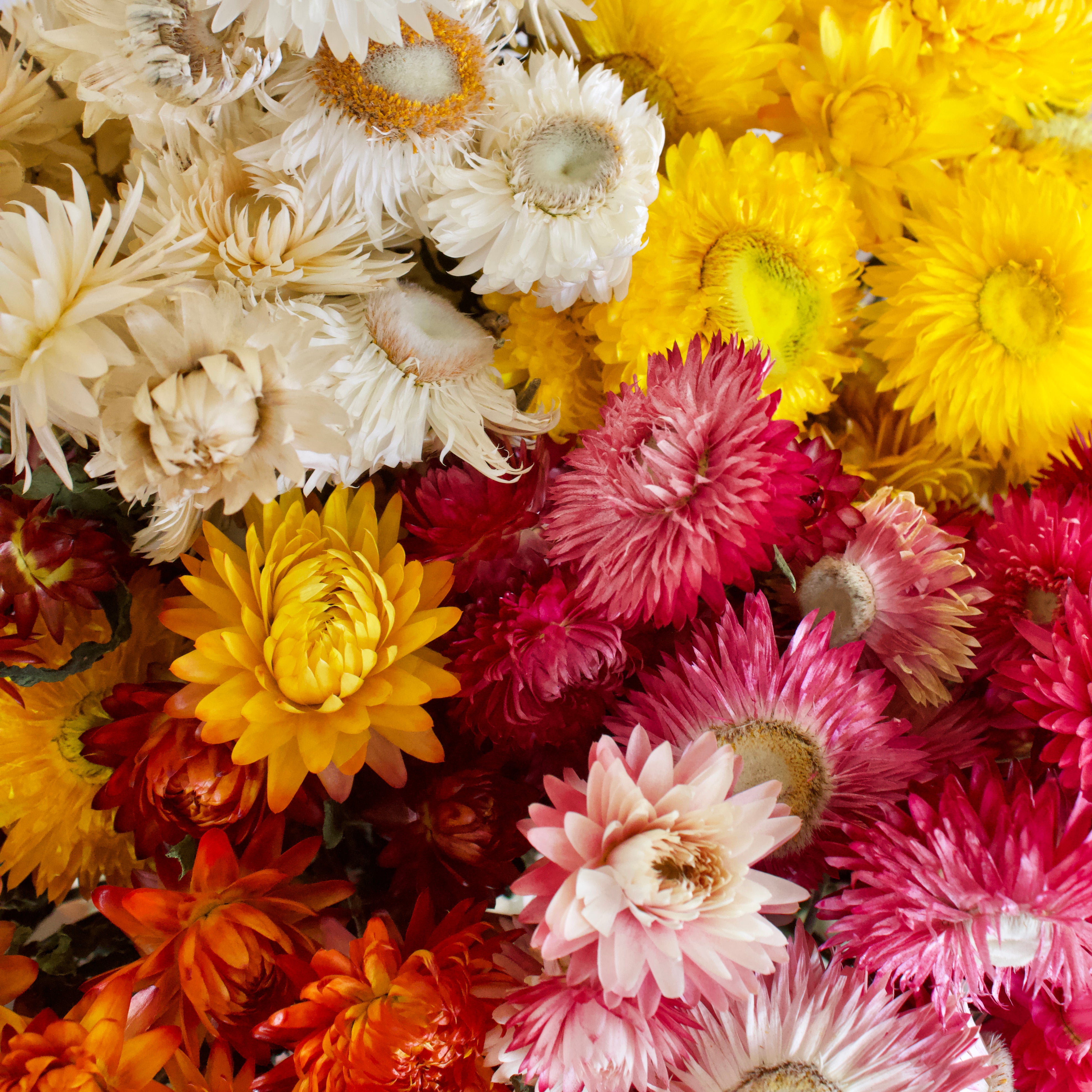 collection-banner-image