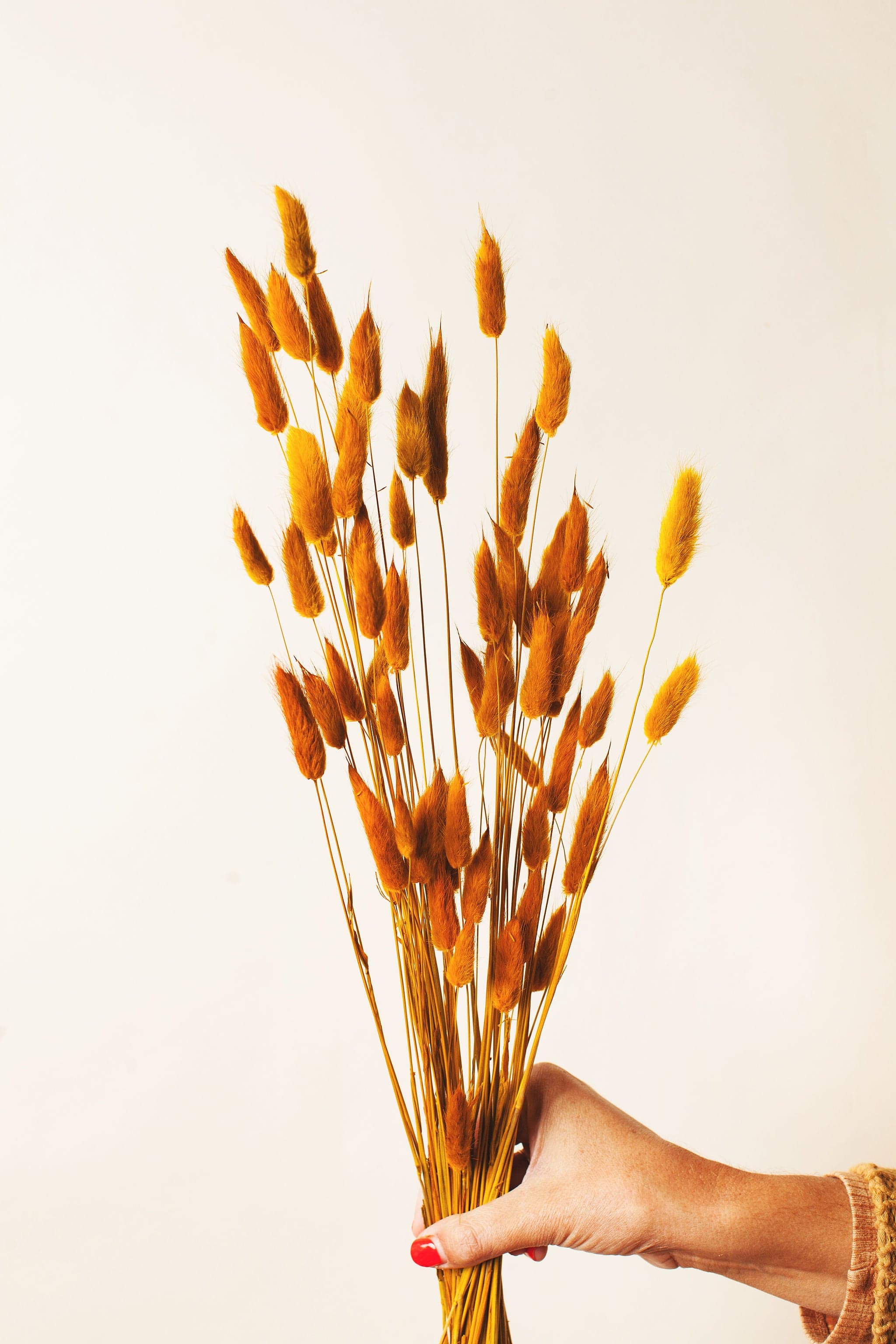 collection-banner-image